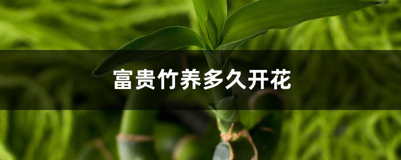 富贵竹养多久开花