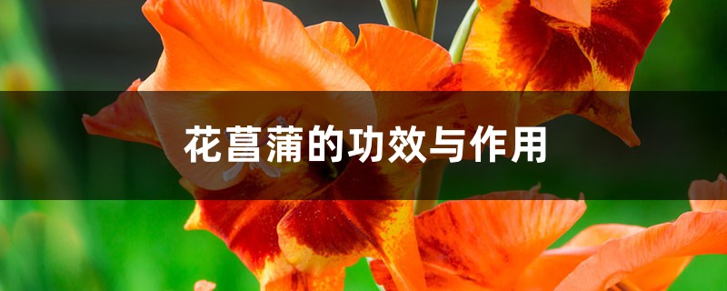 花菖蒲的功效与作用