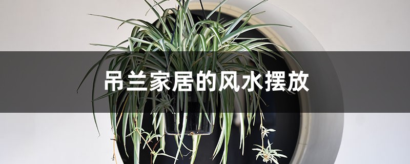 吊兰家居的风水摆放