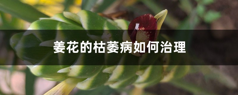 姜花的枯萎病如何治理