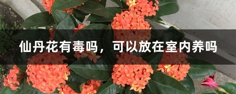 仙丹花有毒吗，可以放在室内养吗