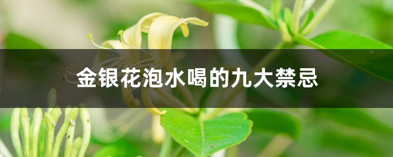 金银花泡水喝的九大禁忌