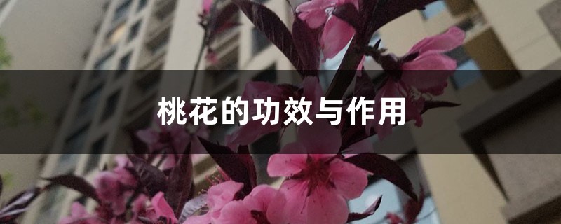 桃花的功效与作用