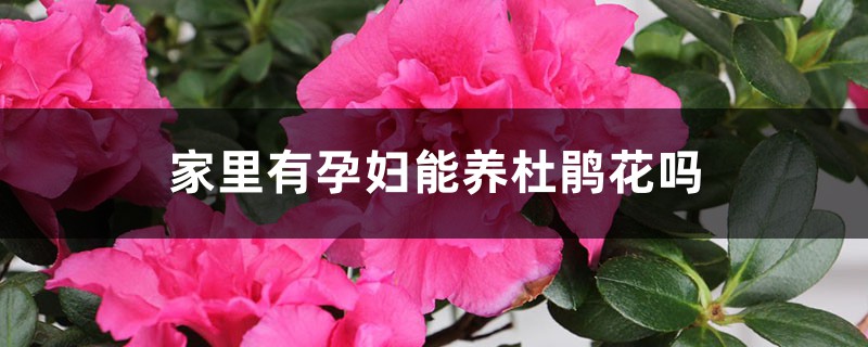 家里有孕妇能养杜鹃花吗