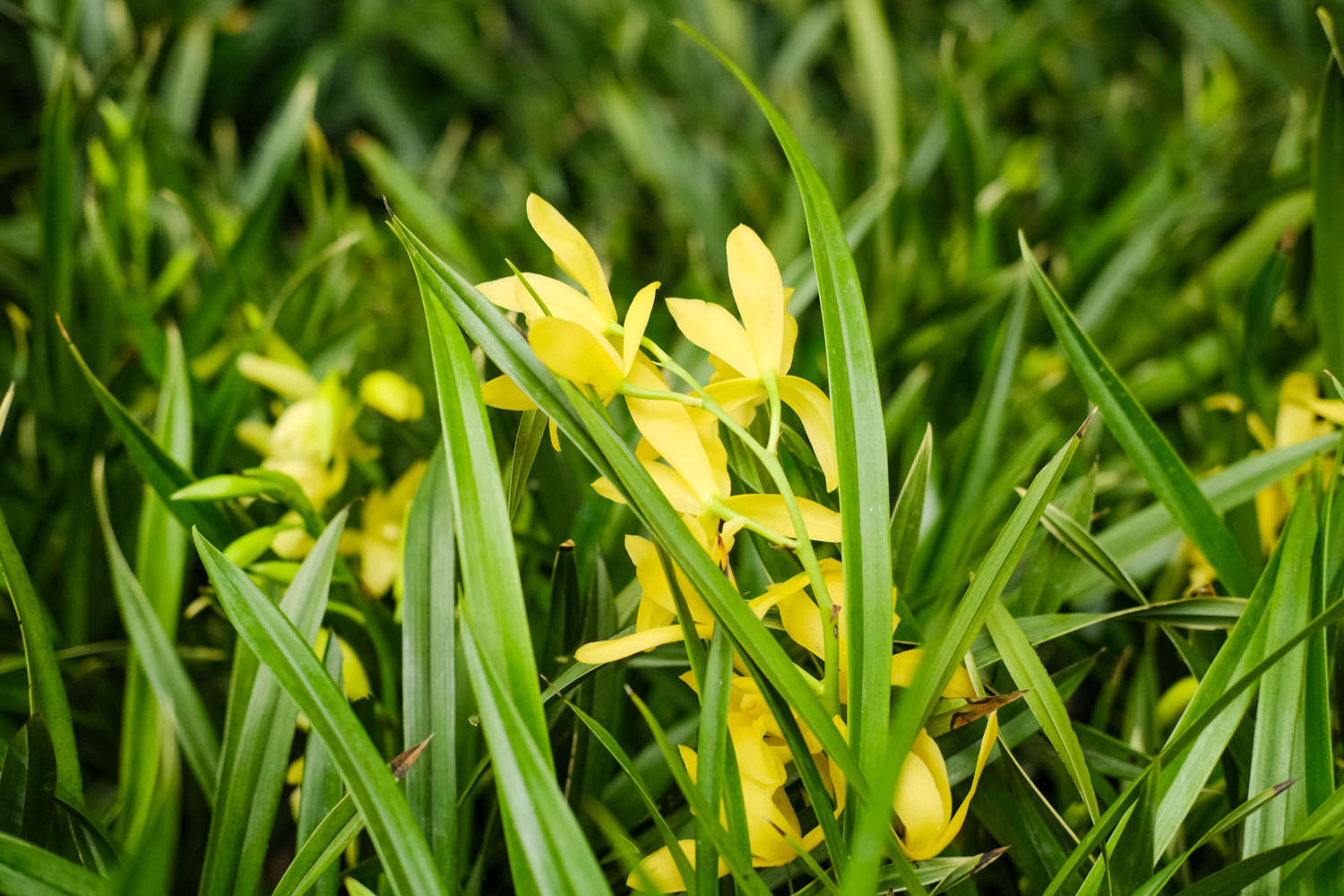 花中君子——兰花