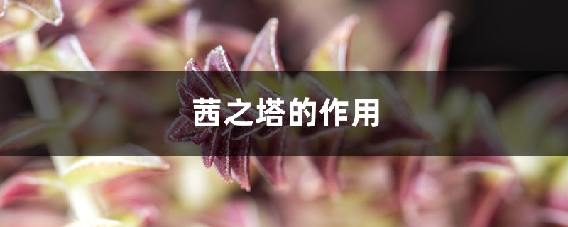 茜之塔的作用