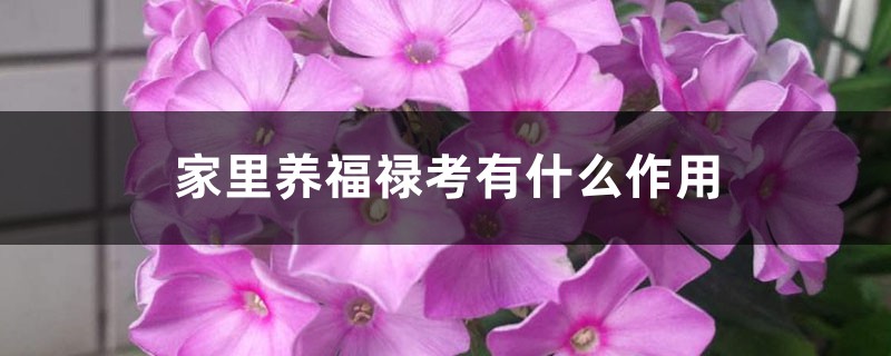 家里养福禄考有什么作用