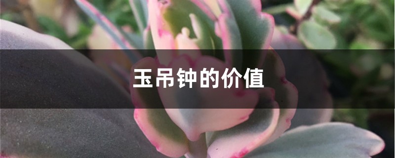 玉吊钟的价值