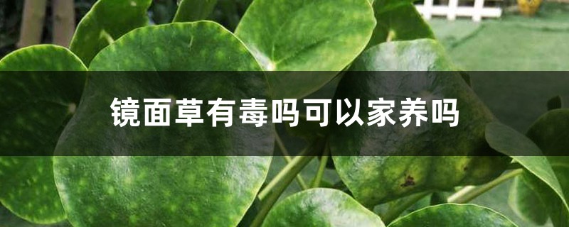 镜面草有毒吗可以家养吗