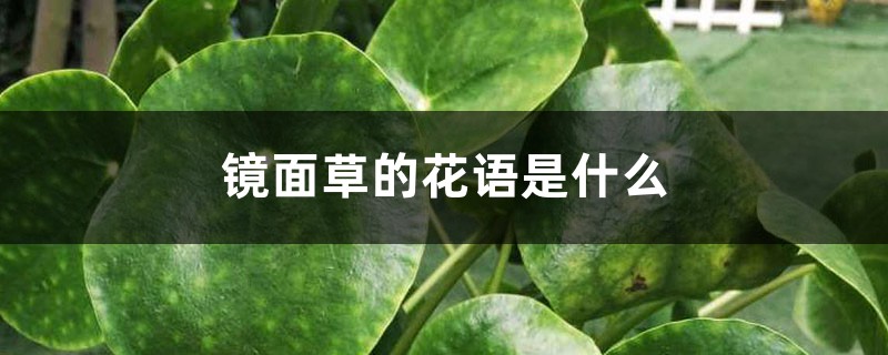 镜面草的花语是什么