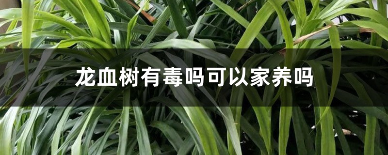 龙血树有毒吗可以家养吗